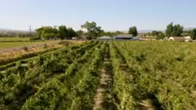 PALISADES COLORADO USA-2023: Field Of Green Plants In The Middle Of A Rural Area
