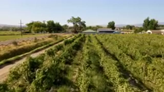 PALISADES COLORADO USA-2023: Field Of Green Plants In The Middle Of A Rural Area