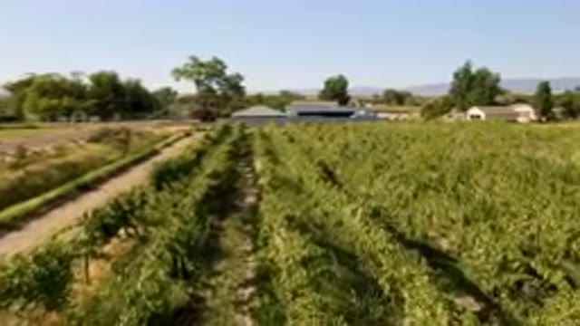 PALISADES COLORADO USA-2023: Field Of Green Plants With A Building In The