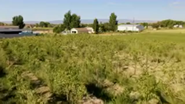 PALISADES COLORADO USA-2023: Field Of Grass With A Small House In The Background