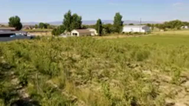 PALISADES COLORADO USA-2023: Field With A Lot Of Trees And A Building In The