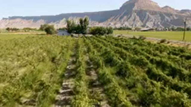 PALISADES COLORADO USA-2023: Field Of Plants In Front Of A Mountain