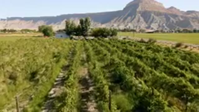 PALISADES COLORADO USA-2023: Field Of Plants In Front Of A Mountain
