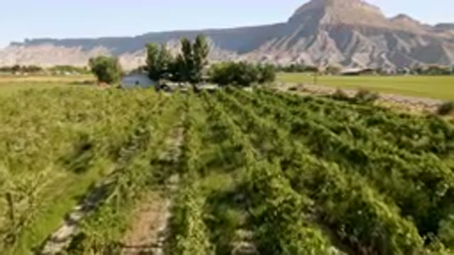 PALISADES COLORADO USA-2023: Field Of Green Plants In Front Of A Mountain
