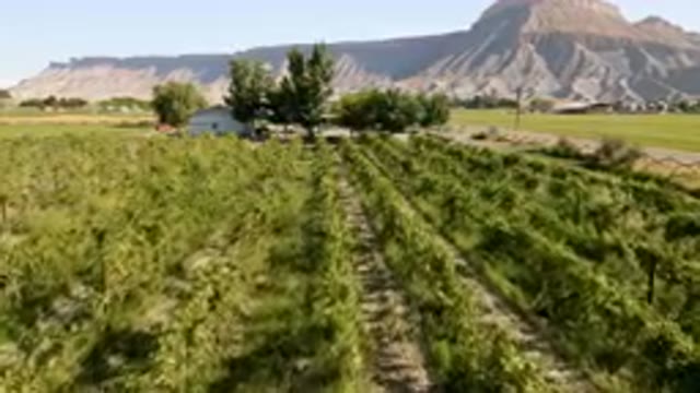 PALISADES COLORADO USA-2023: Field Of Plants In Front Of A Mountain