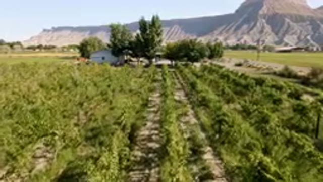 PALISADES COLORADO USA-2023: Field Of Green Plants With A Mountain In The
