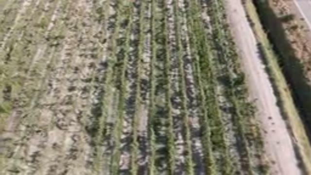 PALISADES COLORADO USA-2023: Aerial Field Of Trees And A Road