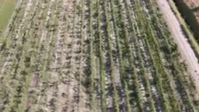 PALISADES COLORADO USA-2023: Aerial View Of Crop Rows And Dirt Road