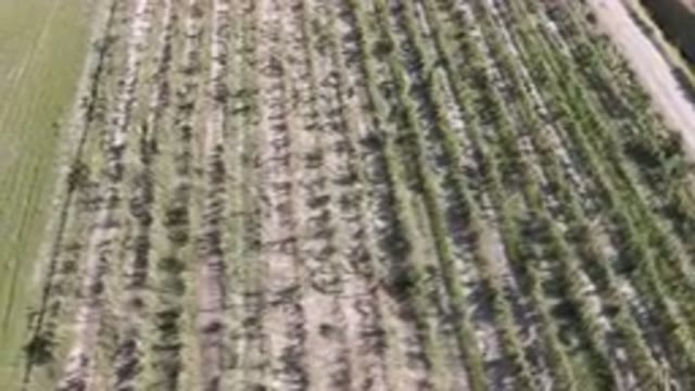PALISADES COLORADO USA-2023: Aerial Field Of Trees And A Road