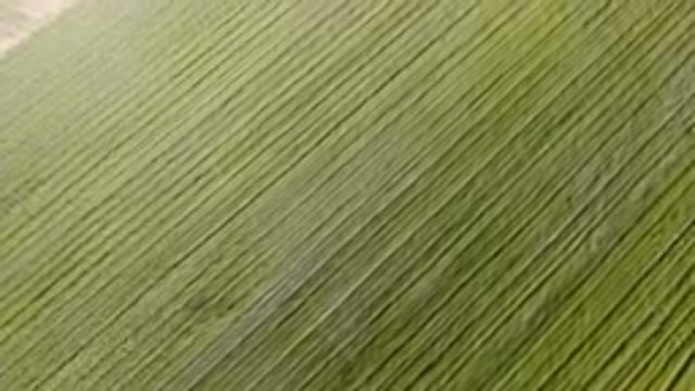 PALISADES COLORADO USA-2023: Tractor In A Field Of Green Grass With A Dirt Path