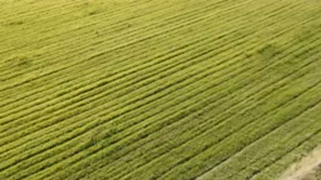 PALISADES COLORADO USA-2023: A Field Of Green Grass With A Tractor In The Distance