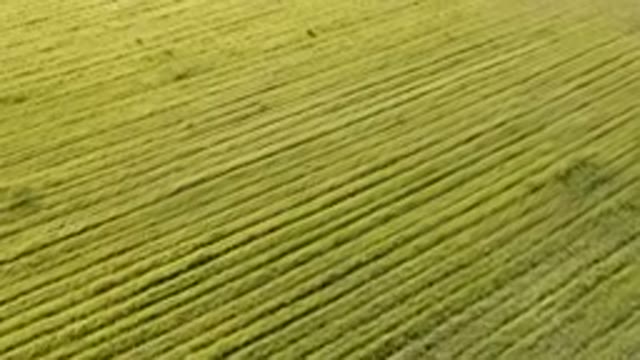 PALISADES COLORADO USA-2023: A Field Of Crops With A Tractor In The Middle