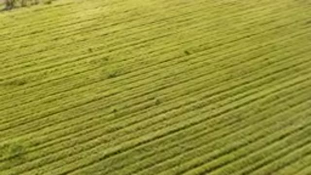PALISADES COLORADO USA-2023: Field Of Green Tea Plants
