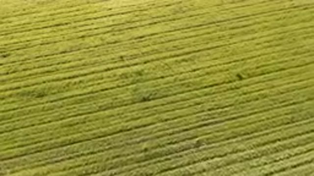 PALISADES COLORADO USA-2023: Field Of Green Grass With A Person Walking In The Distance