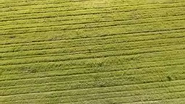 PALISADES COLORADO USA-2023: Close-Up Of A Field Of Green Grass With A Person