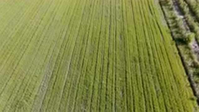 PALISADES COLORADO USA-2023: Large Field Of Crops With A Single Tree