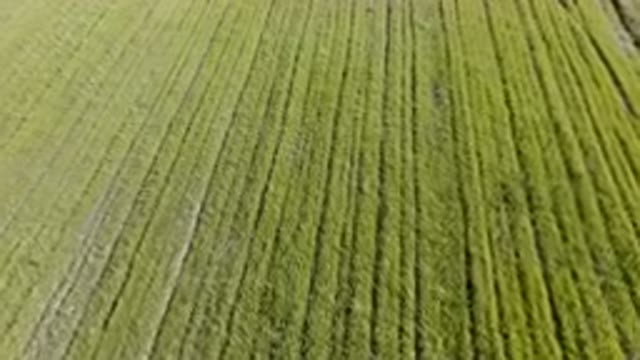 PALISADES COLORADO USA-2023: A Tractor Driving Through A Field Of Grass