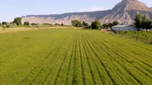 PALISADES COLORADO USA-2023: Field of Grass with a Mountain in the Background