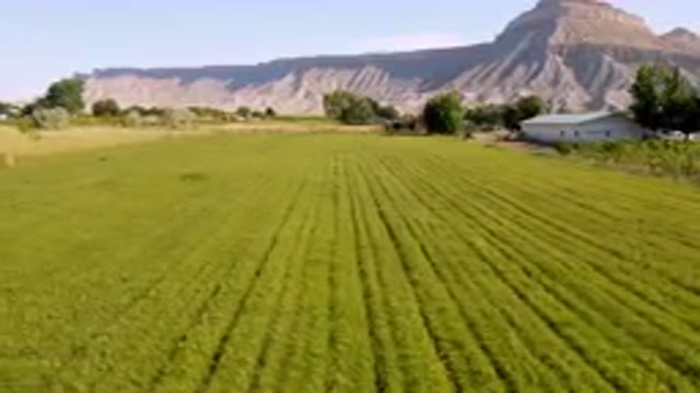 PALISADES COLORADO USA-2023: Field Of Grass With A Mountain In The Background