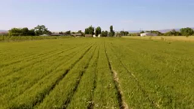PALISADES COLORADO USA-2023: Field Of Green Grass With A Farm In The Background