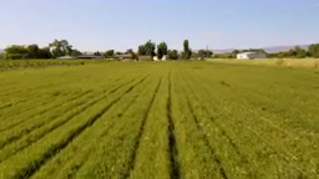PALISADES COLORADO USA-2023: Field Of Grass With A Farm In The Background