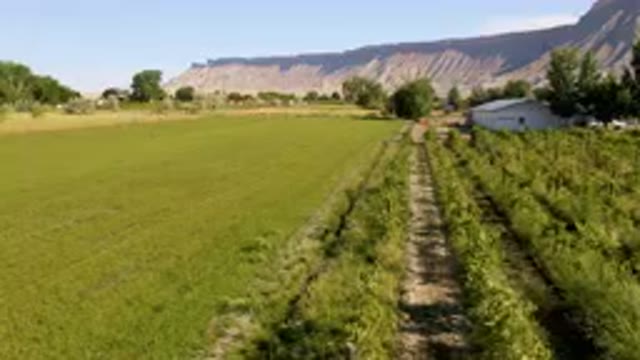 PALISADES COLORADO USA-2023: Field Of Grass With A White Building In The Background