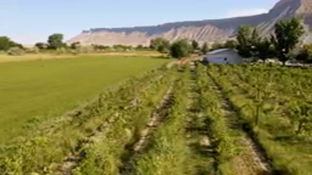 PALISADES COLORADO USA-2023: Field Of Crops In Front Of A Mountain
