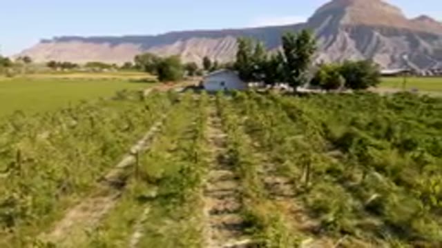 PALISADES COLORADO USA-2023: Field Of Plants In Front Of A Mountain