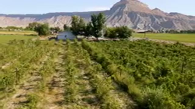 PALISADES COLORADO USA-2023: Field Of Plants In Front Of A Mountain