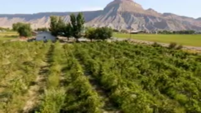 PALISADES COLORADO USA-2023: Field Of Plants In Front Of A Mountain