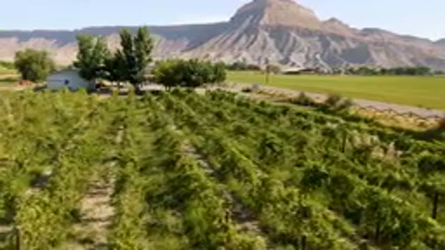 PALISADES COLORADO USA-2023: Large Field Of Green Plants In Front Of A Mountain