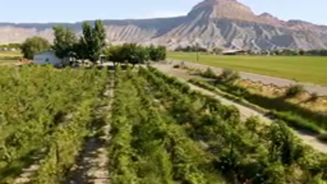 PALISADES COLORADO USA-2023: Dirt Road With A Dirt Path Between Two Rows Of Vineyards