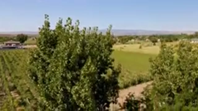 PALISADES COLORADO USA-2023: Trees In A Field With A Barn In The Distance