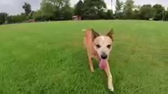 Curious Dog Looks Around