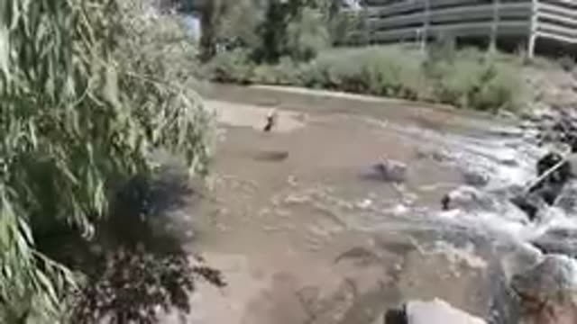 COLORADO UNITED STATES-2019: Shallow Stream Flowing Past Willow Tree