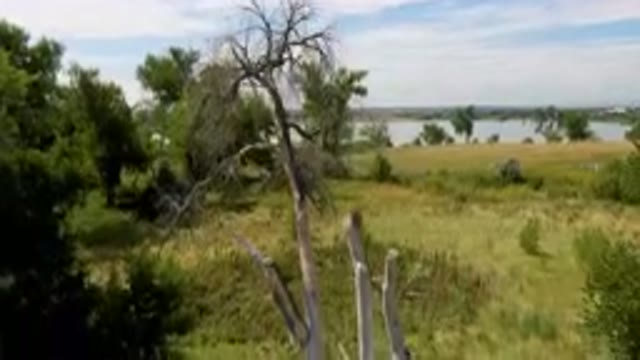 BROOMFIELD COLORADO USA-2023: Bird Perched On A Dead Tree In The Middle Of A Field