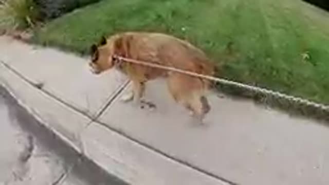 Red Heeler Dog Walking on Leash. Denver, Colorado.