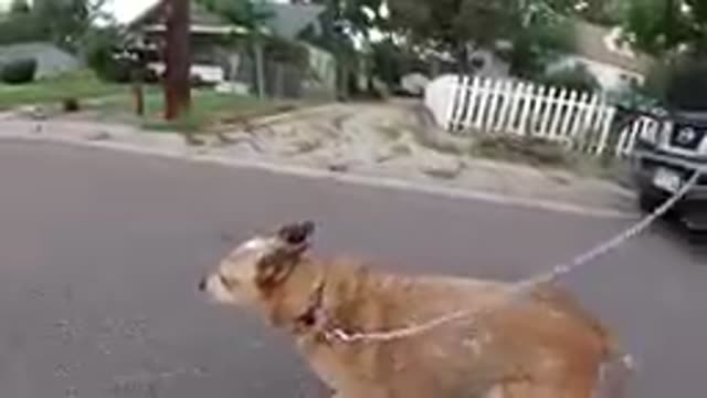 Leashed Dog walking in Neighborhood. Denver, Colorado.