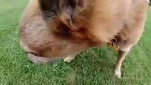 Dog Hits Camera With Nose. Denver, Colorado.