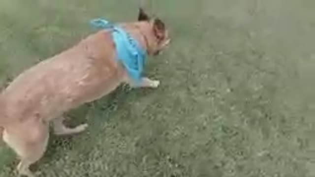 Dog Running Away From Camera Through Park. Denver, Colorado.