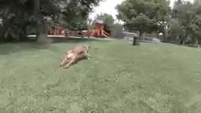 Dog Running After Stick and Returning With it in Mouth. Denver, Colorado