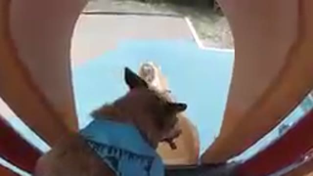 Dog Watching Child Go Down Slide. Denver, Colorado.