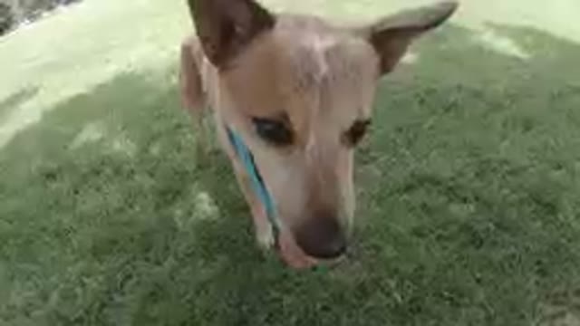 Dog That Is Standing In The Grass With Its Tongue Out