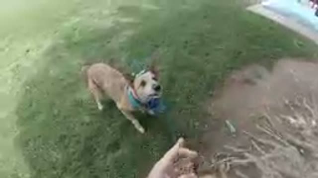 Dog Catching Stick After Hand Throws it. Denver, Colorado.