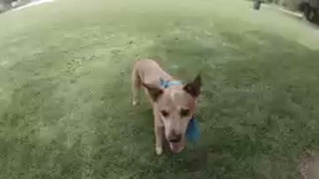 Denver, Colorado - 2019, Sept. 24 - Australian Cattle Dog Waits To Catch Stick