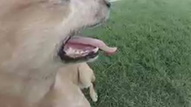 Denver, Colorado- 2019, Sept. 24: Close Up of Panting Dog