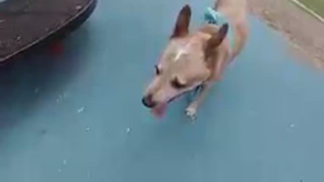 Denver, Colorado- Dog Walking Confidently Through A Playground
