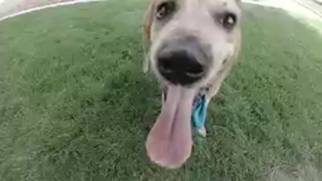 Denver, Colorado-2019, Sept.24- Close Up Of Dog Nose and Tongue