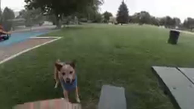 Dog That Is Standing In The Grass Near A Bench