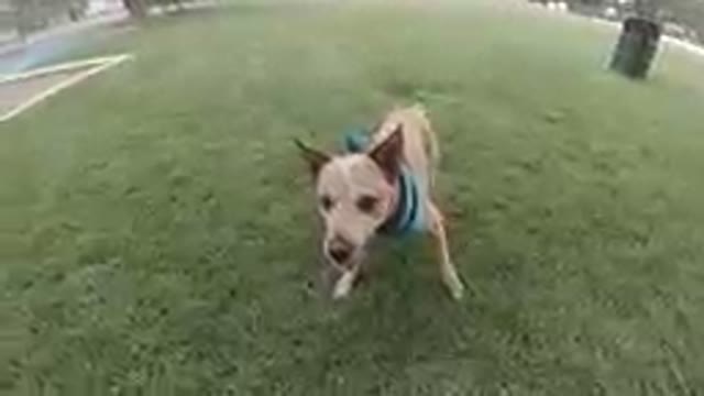 Denver, Colorado-2019, Sept. 24-Dog Is Waiting For A Stick To Be Thrown